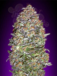 ADVANCED SEEDS - Auto NYC Diesel