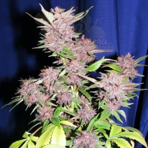 CANNABIOGEN - Sandstorm