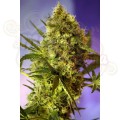 Big Devil Auto