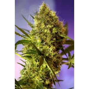 Big Devil Auto