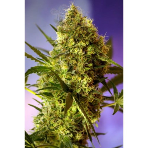 Big Devil Auto