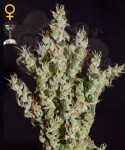 GREEN HOUSE SEEDS - NL5 Haze Mist