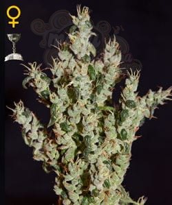GREEN HOUSE SEEDS - NL5 Haze Mist
