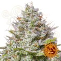 BARNEY'S FARM - Blue Gelato 41