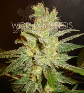 WORLD OF SEEDS - Northern Light X Big Bud