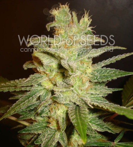 WORLD OF SEEDS - Northern Light X Big Bud
