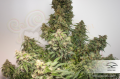 DUTCH PASSION - CBD Auto Charlotte’s Angel®