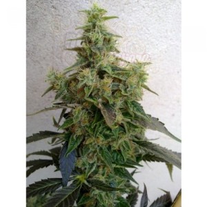 RESIN SEEDS - Dieseltonic