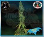 BIG BUDDHA SEEDS - Cheesy Dick