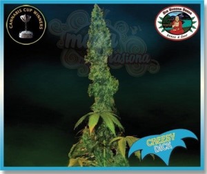 BIG BUDDHA SEEDS - Cheesy Dick