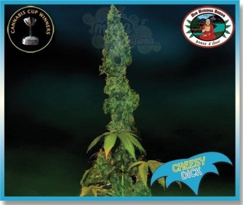 BIG BUDDHA SEEDS - Cheesy Dick