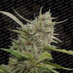 PARADISE SEEDS - Auto White Berry