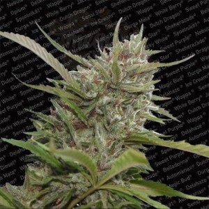 PARADISE SEEDS - Auto White Berry