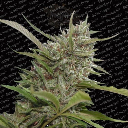 PARADISE SEEDS - Auto White Berry