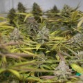 BARNEY'S FARM - Peyote Cookies