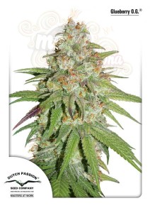 DUTCH PASSION - Glueberry O.G.