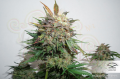 DUTCH PASSION - Auto Glueberry O.G.®