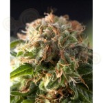 PYRAMID SEEDS - Fresh Candy