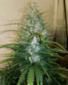 FASTBUDS - Gorilla Glue Auto
