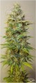 DUTCH PASSION - Strawberry Cough®