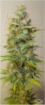 DUTCH PASSION - Strawberry Cough®