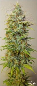 DUTCH PASSION - Strawberry Cough®