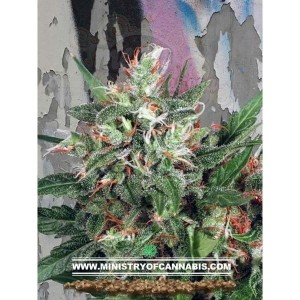 MINISTRY OF CANNABIS - Early XXX