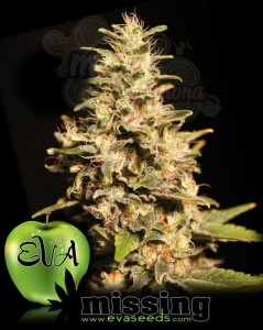 EVA SEEDS - Missing