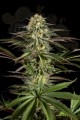 DINAFEM - Kush-n-Cheese