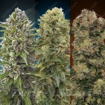 00 SEEDS BANK - Automatic Collection #2