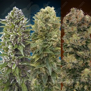 00 SEEDS BANK - Automatic Collection #2