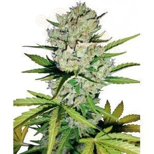 WHITE LABEL - Super Skunk Auto