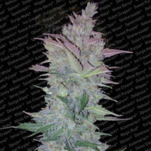 PARADISE SEEDS - Vertigo Auto