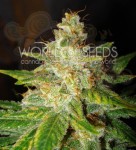 WORLD OF SEEDS - New York Special