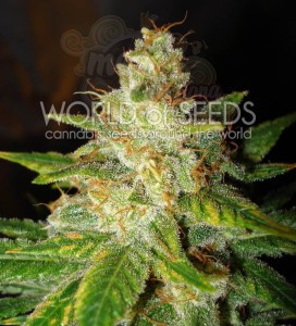 WORLD OF SEEDS - New York Special