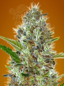 Somango Auto