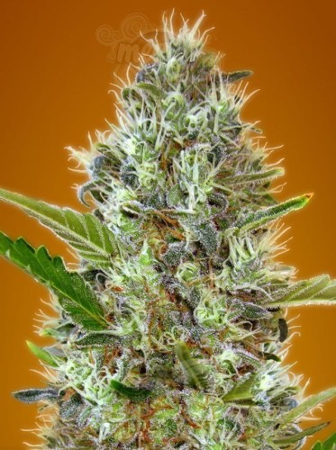 Somango Auto