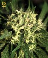 GREEN HOUSE SEEDS - Kalashnikova Automatic