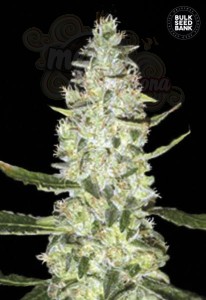BULK SEED BANK - Auto Special Skunk