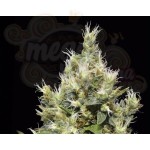 CBD Seeds - Northern