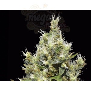 CBD Seeds - Northern