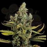 VIP SEEDS - Cheese