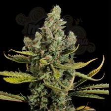 VIP SEEDS - Cheese