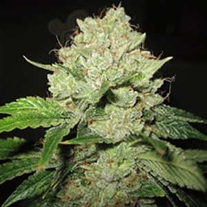 SAGARMATHA - Cal-train-Wreck