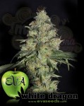 EVA SEEDS - White Dragon