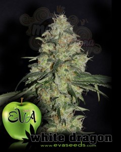 EVA SEEDS - White Dragon