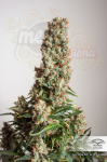 DUTCH PASSION - Auto Orange Bud®