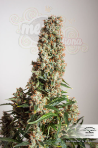 DUTCH PASSION - Auto Orange Bud®