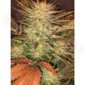 PARADISE SEEDS - Ice Cream