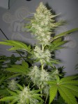 Candy Kush Express (Fast Version)